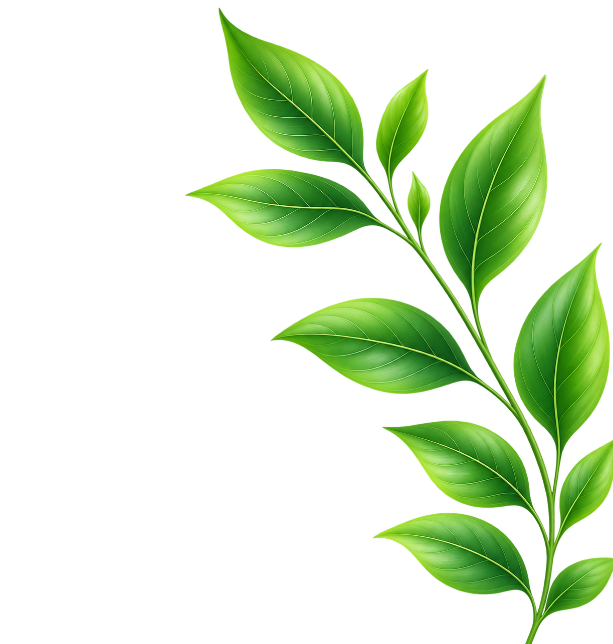 Ayurvedic leaves